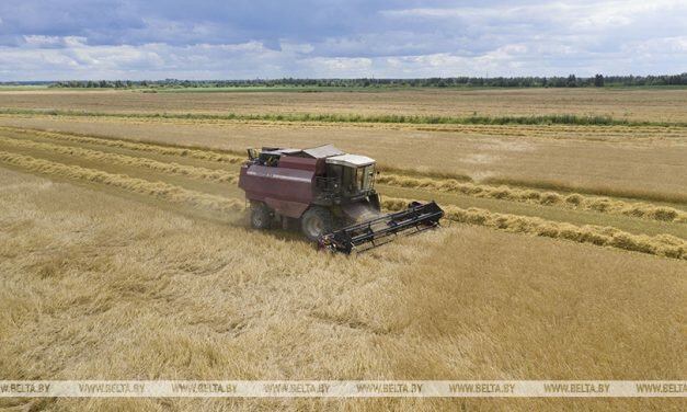 Лидирующий на жатве в Минской области экипаж намолотил уже 4,5 тыс. т зерна