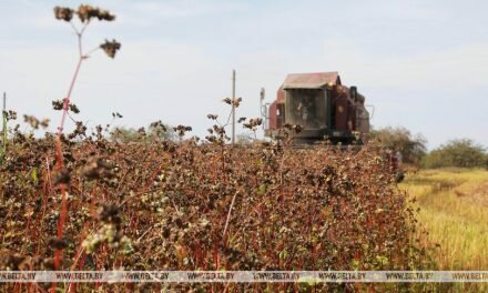 Уборка гречихи и проса завершается в Беларуси