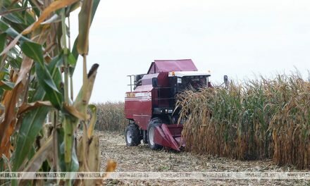 В Беларуси завершается уборка кукурузы на силос