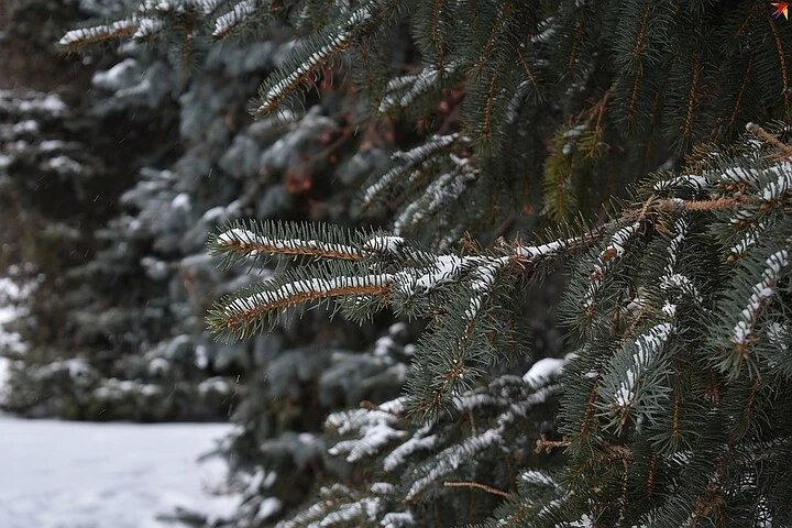 Лесные красавицы — под охраной