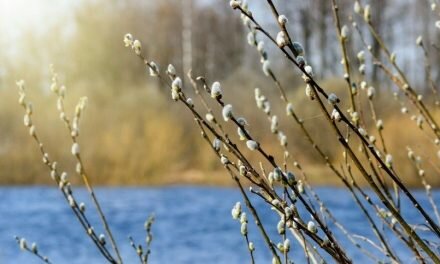 На первом плане — весенние хлопоты