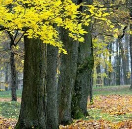 ПОЗДНЯЯ ОСЕНЬ, ГРАЧИ УЛЕТЕЛИ…